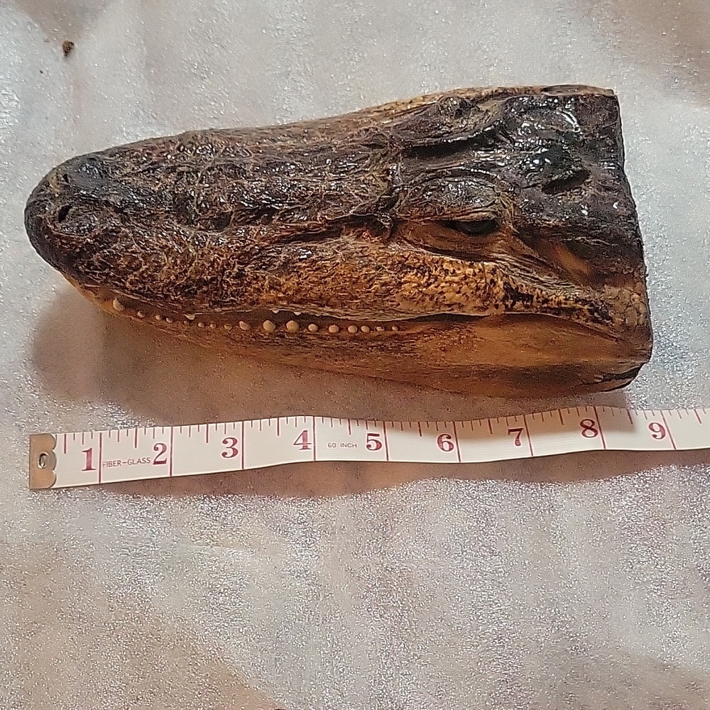 Alligator head